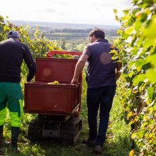 Vignoble des Ducs